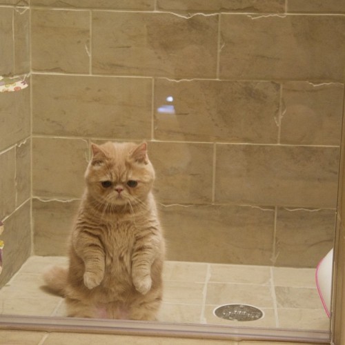 mayahan:  George the Cat Loves Standing on Two Legs