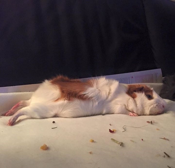 ohmyguineapigs:  Soooo tired 🙉 