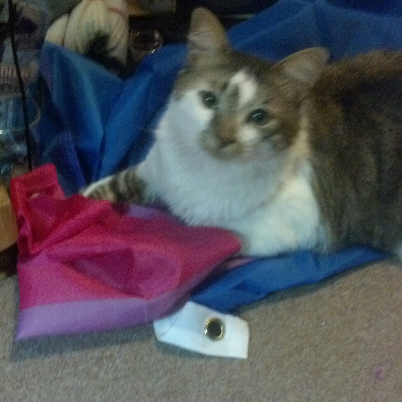 nooffswitch:  Pippin the unofficial official Bi Pride cat. He loves the Bi flag and