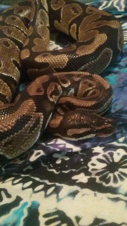 askyourreptileoverlords:Happy hatchday to Cecil! He’s two years old today!!