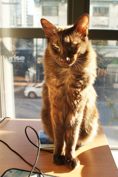 thesilverpaws:Happy 8th birthday, Sambucca! Still looking as gorgeous as ever. <3 She had a hunti