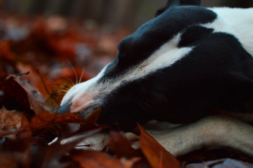 for-miles-and-miles:  Took the dogs and my camera into the backyard the other day since I have not b