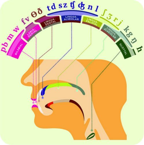 thelingspace:gelasticscholastic:sqbr:[A diagram of the consonants collected by their places of artic