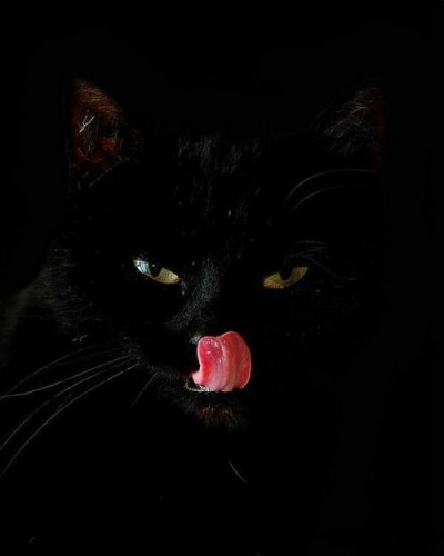 cattloverss: