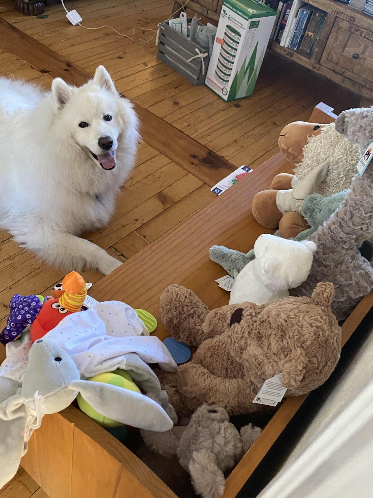 He thinks the new baby toys are for him 😂🥲