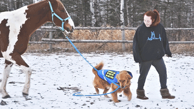 paintthesky-duke:My service dog, Molly @servicedogmolly and duke, he is so good with her.