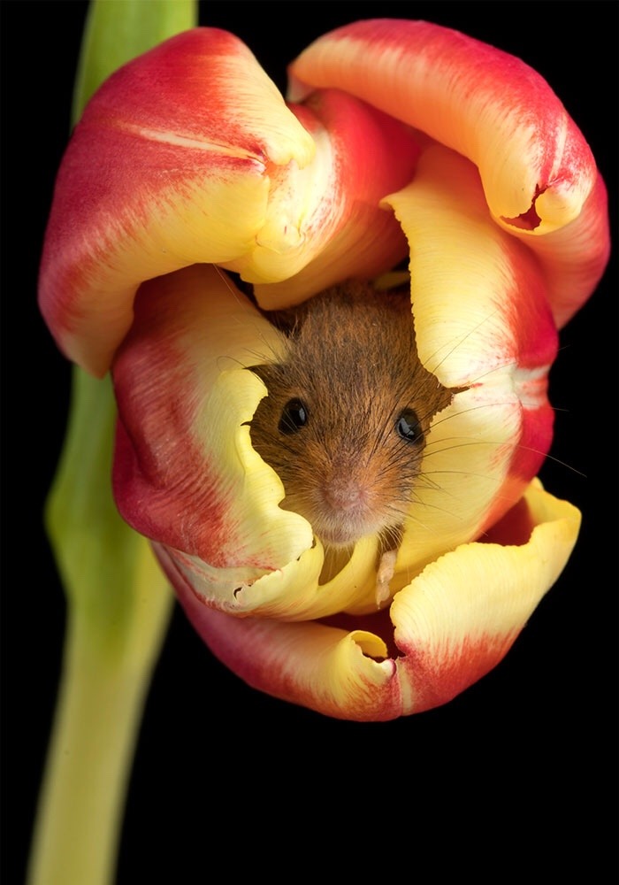 newromaantics:  sometimes harvest mice sleep in tulips. here are some that will make you happy  thanks. Have a great day 