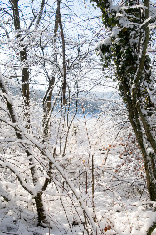 Along the forest path.