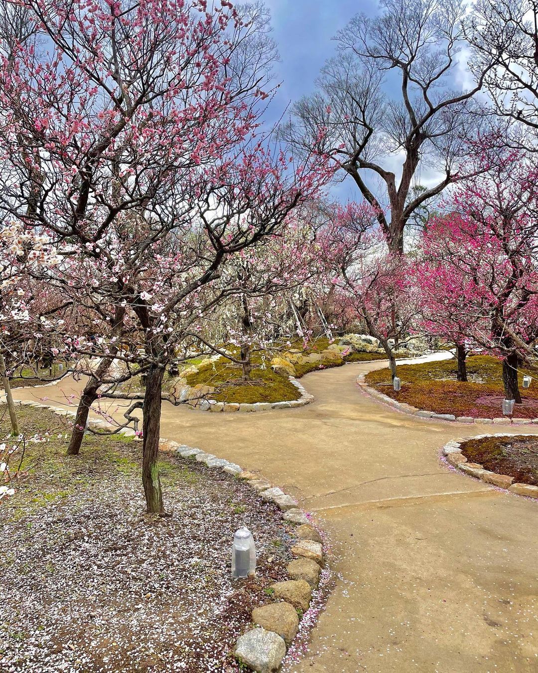 『北野天満宮』│”2019 梅苑公開” 梅の香りにつつまれて | 『京都の空が好き』