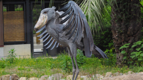 unexplained-events:The Shoebill Stork (AKA Balaeniceps-Rex)Unlike it’s name suggests, the Shoebill S