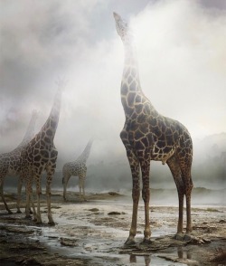 Sandylamu:  Photographer: Simon Johan