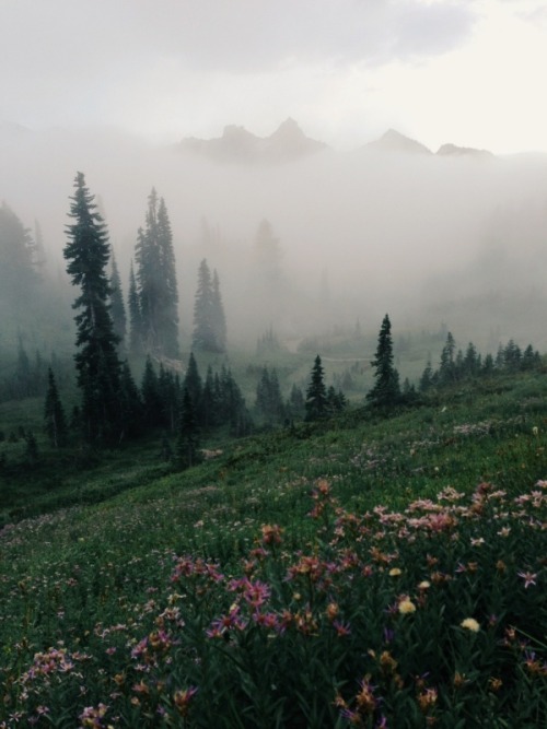 nectarinejam:  Mount Rainier National Park, adult photos