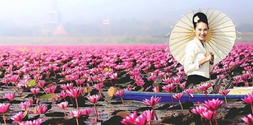 srirachini: The Red Lotus Sea in Udon Thani, ThailandThis spectacular site is home to millions of lo