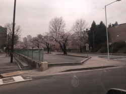 Cherry Blossoms In Yongsan