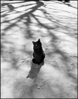  Philippe Halsman FRANCE. 1957. Untitled.