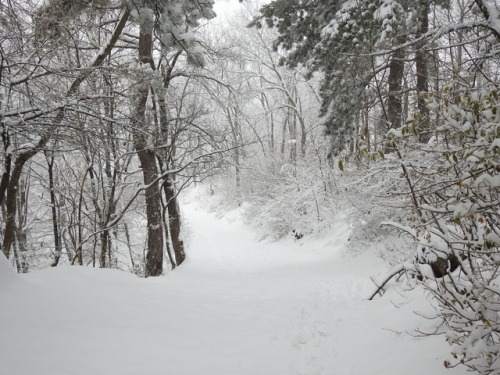 undercover-witch:My hike in the snowy mountain - Brașov