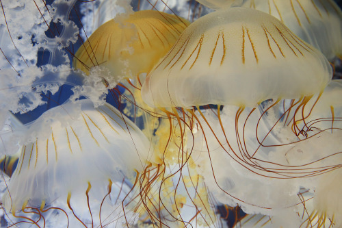 montereybayaquarium:  Just placed on exhibit! For the first time anywhere, we have South American sea nettles on display. We grew them behind the scenes from tiny ephyrae (babies), received from a research lab in Argentina. They’re now about eight inches!