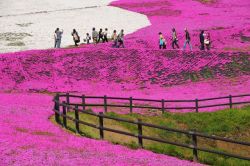 cooba22:  iuhiuwhf:  f-l-e-u-r-d-e-l-y-s:  Takinocho Shibazakura park, Japan  Take me here  do you know how beautiful a wedding would be here? 