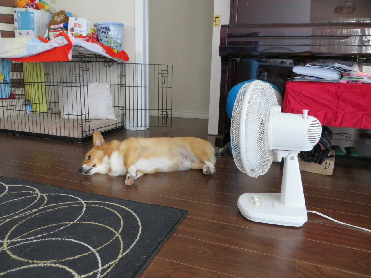 corkidorki:  A fan to get us through the summer heat! 