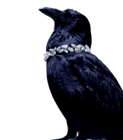 I ♥ Crows
