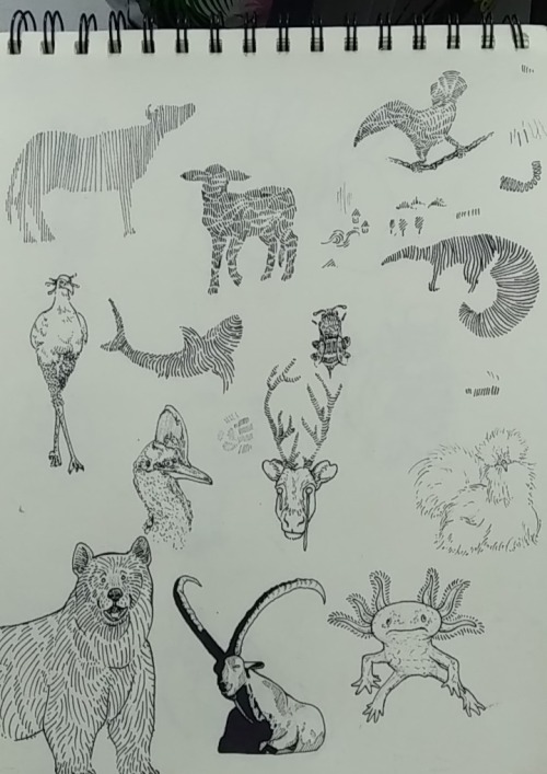 One Draw Closer To Fill The Page. I Really Like This Goat.