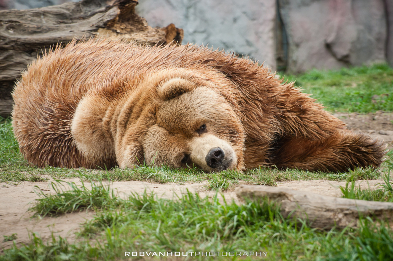 fuck-yeah-bears:  Kodiak Bear by Rob van Hout