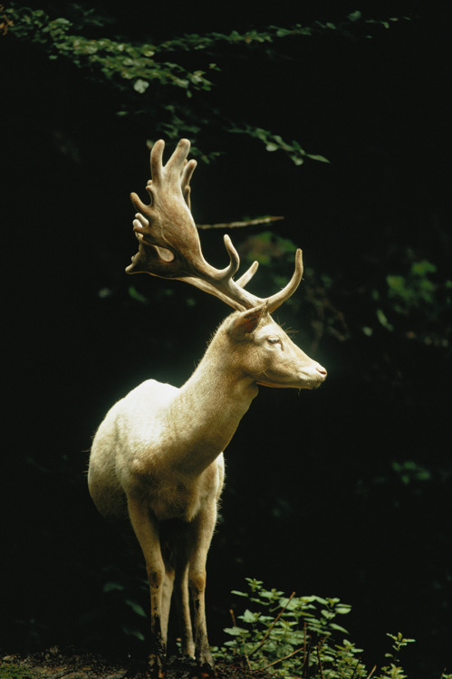 natgeofound: A white fallow stag stands in a forest in Switzerland, 1973.Photograph by James P. Blai
