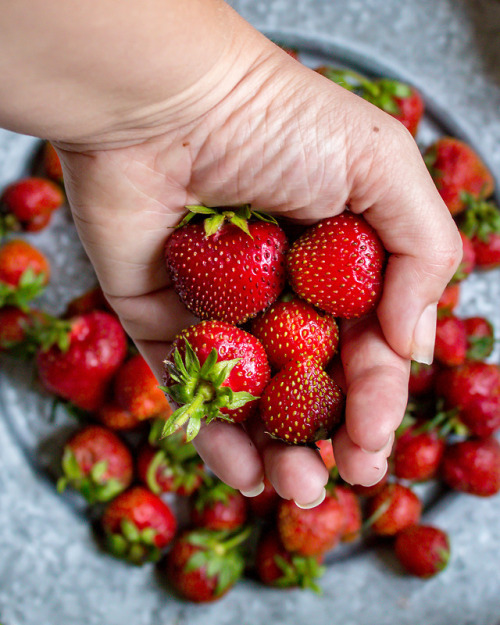fresh picked strawberries.strawberry benefits on instagram: @sapphiresarahh​