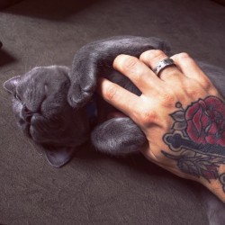 mynameisnot-alex:  kitty and tattoo. *u*