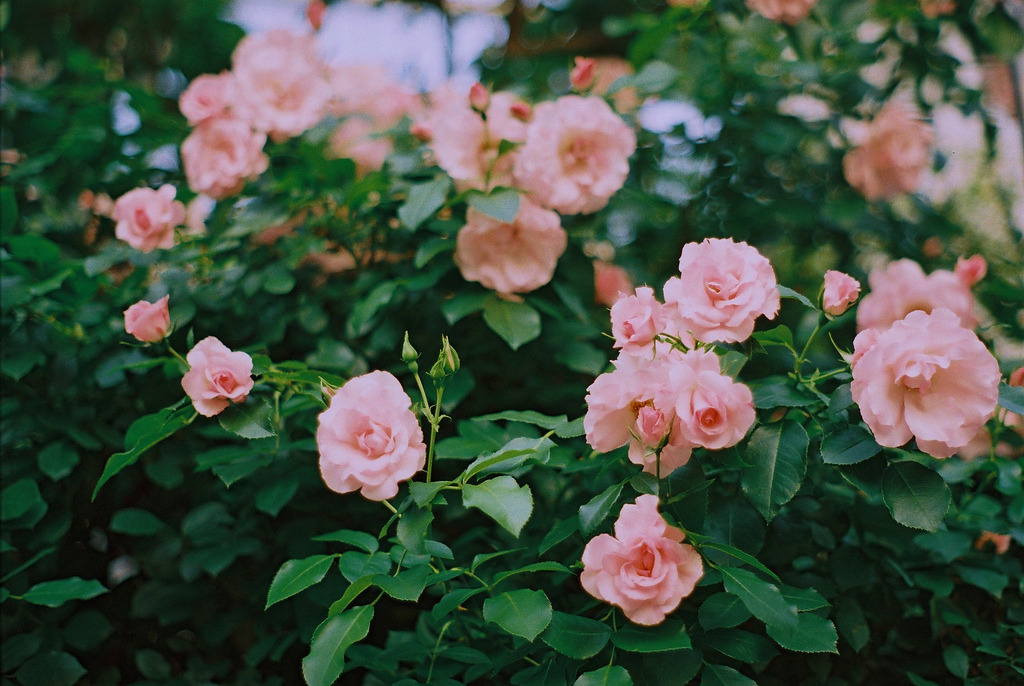  { pink roses } 