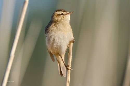 Singing in the reedA trustful sedge warbler (I hope the identification is right ;-))