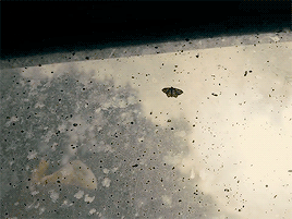 tumblr_oixnjlu4Vj1tzs8cco3_400.gif