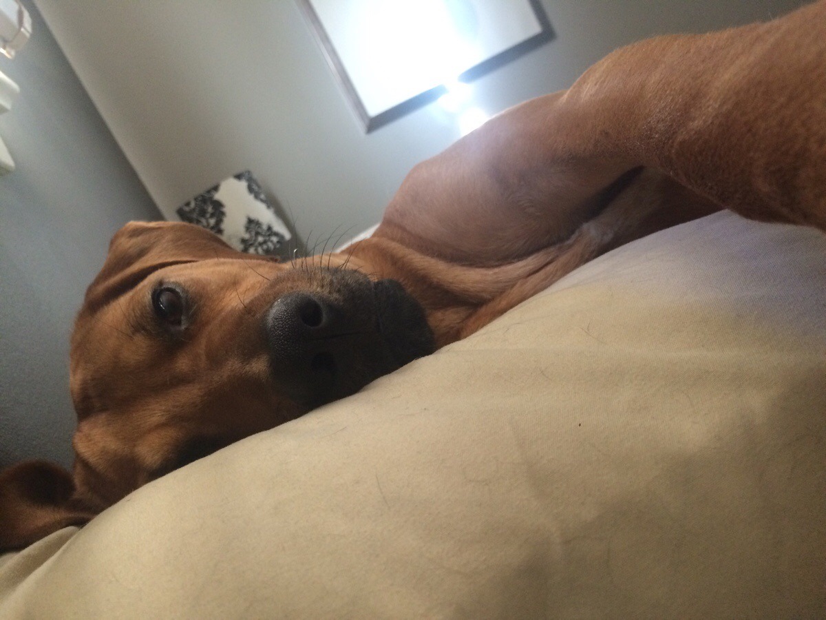 awwww-cute:  Every morning he gently pushes me with his paw until I wake up