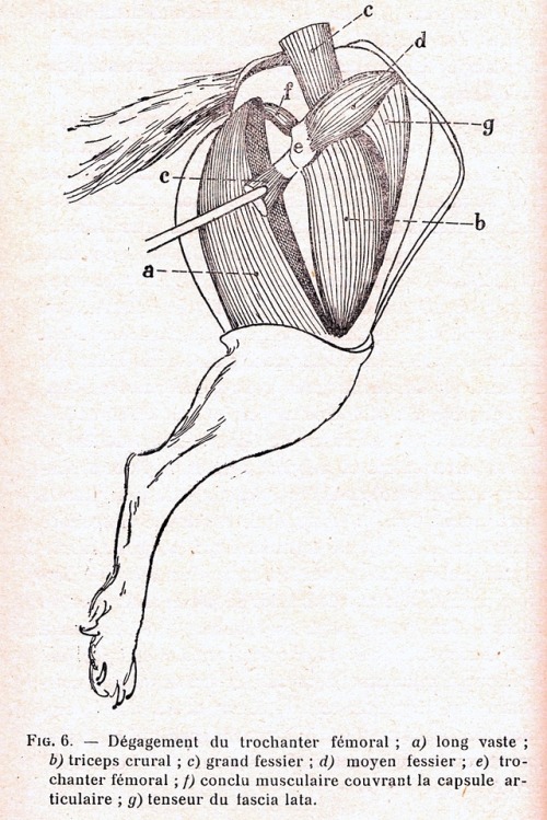 Tri-Pawd Diagrams from a veterinary thesis in our NYAM Collection showing the muscular anatomy of a 