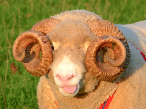 satanfemme:[ID: a close up photo of a wooly sheep in a sunny field. it’s sticking its pink tongue ou