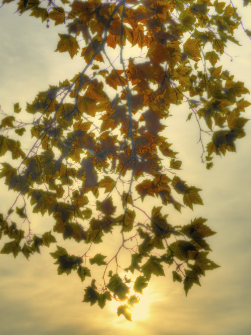 cookpot: [image description: Photo of some branches of a maple tree; many orange leaves are backlit 