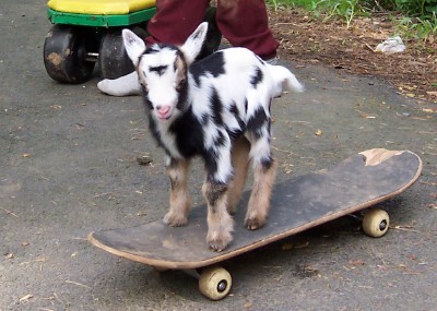 babygoatsandfriends:  He was a skater goat She said see ya later goat He wasn’t