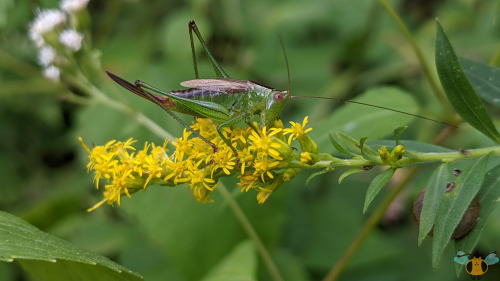 Short-Winged Meadow Katydid - Conocephalus brevipennisWith my field guides and my main literature re