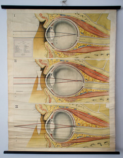 fuckyeahmedicaldiagrams:  Illustration of the Human Eye