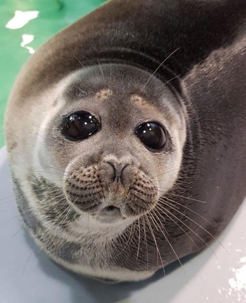He Gains A Father And Becomes A Fucking Baikal Seal