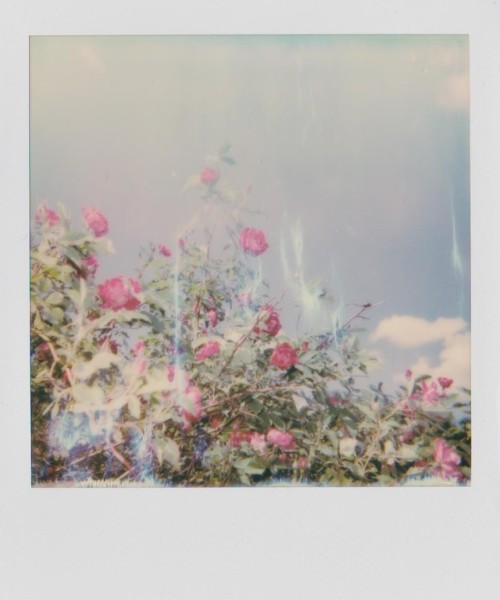 dcci: A FeelingUpstate NY | June 2019Image shot by me (dcci) with a Polaroid 600