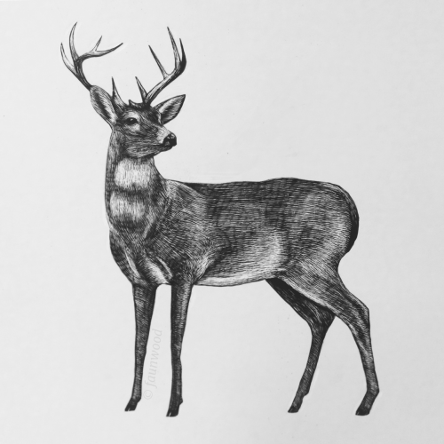 Black Tailed Deer, Odocoileus hemionus, Ink on scratchboardinstagram ▵ tumblr