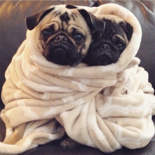 pugs are the best