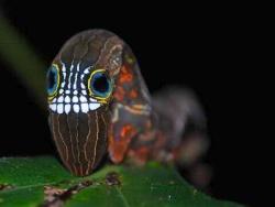 sixpenceee:  Probably the creepiest and coolest caterpillar you will ever see. It’s called Phyllodes Imperialis and is nicknamed the Halloween caterpillar. The last picture is what it looks like as a moth.  When other creatures bother it, it draws