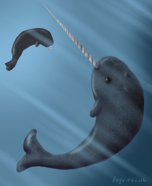 yourehellaradman: THIS IS MY FUCKING NEW FAVORITE ANIMAL ..NARWHALS