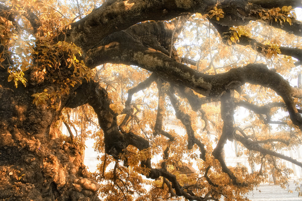 woodendreams:  (by Zú Sánchez)