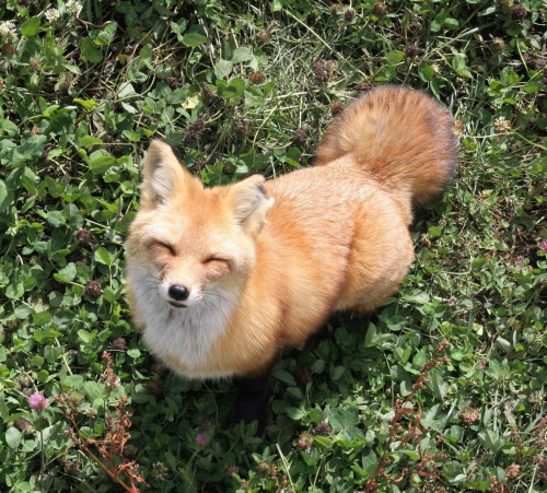 rllygay:  i love foxes they always look like they’re so pleased with being alive 