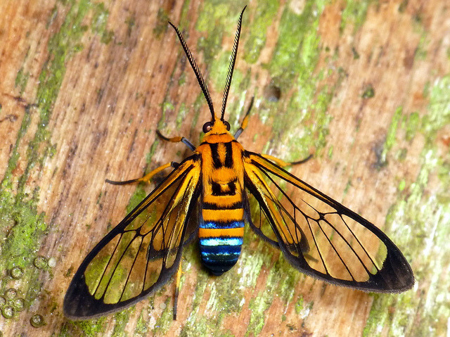 libutron:  Sapphire-tailed Clearwing - Loxophlebia nomia Loxophlebia nomia (Arctiidae