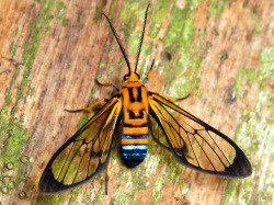 Libutron:  Sapphire-Tailed Clearwing - Loxophlebia Nomia Loxophlebia Nomia (Arctiidae