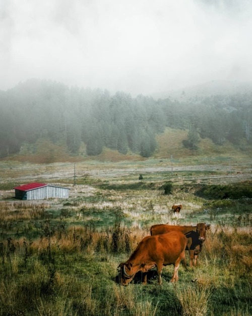 Three cows by Christos Vasileiou (@takis_vsl) via Instagram.